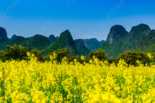 The field of yellow flowers 