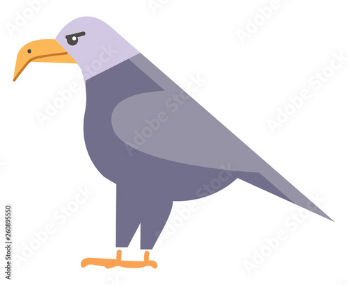Clipart of a large colorful bird with sharp curved beak that it uses for eating and for preening killing prey and feeding little ones vector color drawing or illustration