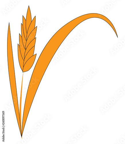 Common wheat cereal the staple food in many countries and widely cultivated for its seed vector color drawing or illustration