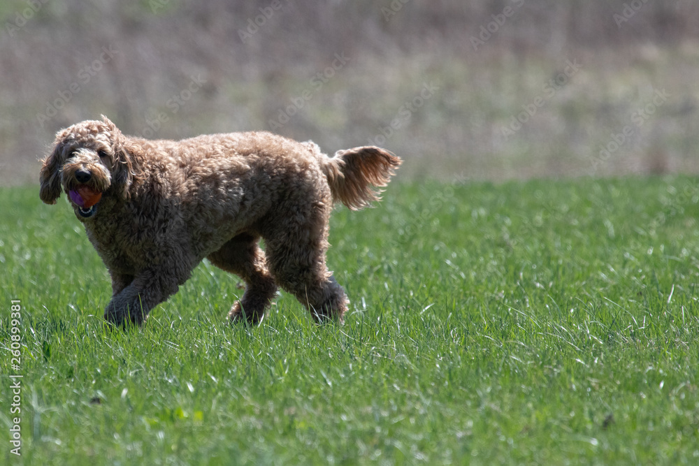 beautiful playing labradoodle beautiful playing labradoodle