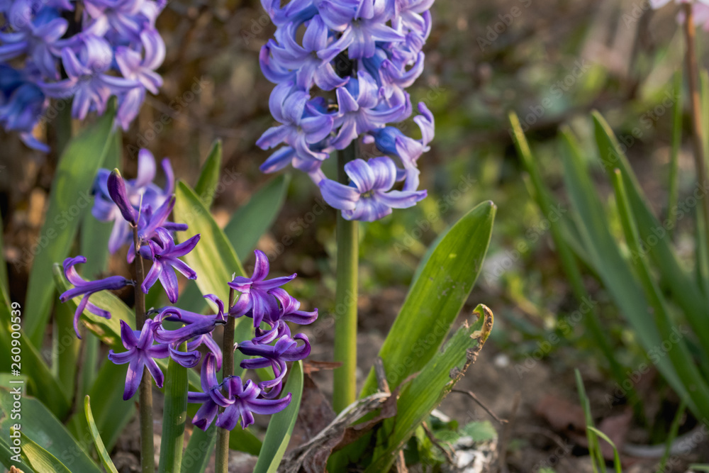 Obraz premium Beautiful Hiacynth spring flowers