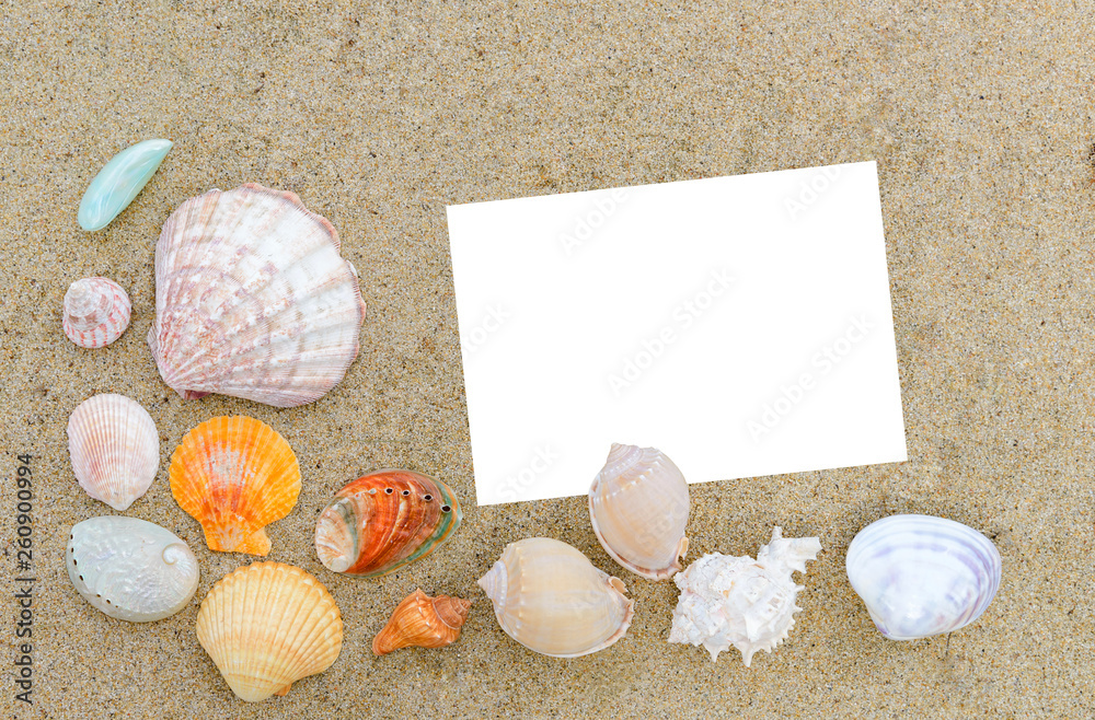 Top view of different sea shells on sand white note paper for text. Time to vacation