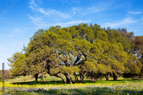 Field of Flowers in Front of Shapely Trees in the Hill Country of Texas