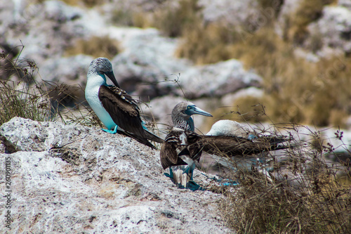 Cuadro en lienzo bobo patas azules  Sula.  en islas marietas nayarit mexico