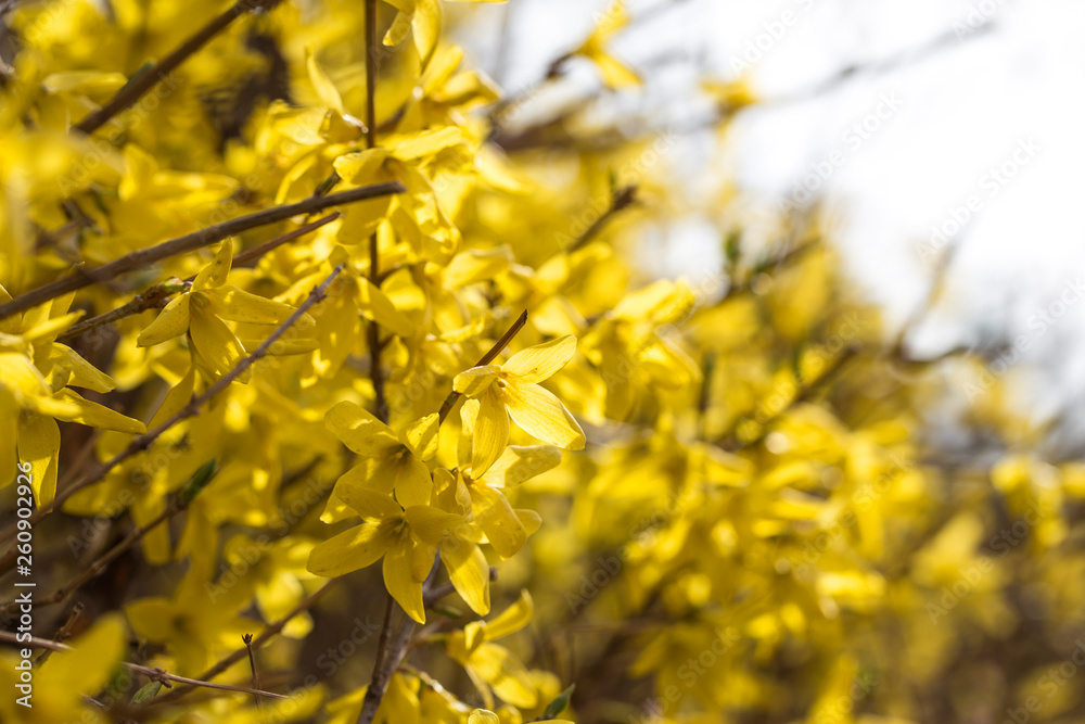 Beautiful Yellow flower forsythia tree in spring