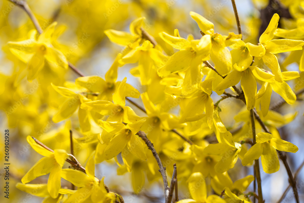 Obraz premium Beautiful Yellow flower forsythia tree in spring