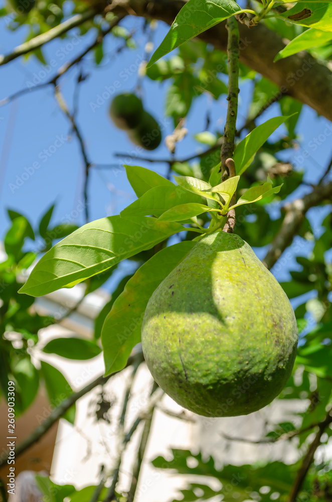 Avocado Pear Unripe And Hanging From Tree Avocado Pear Unripe And Hanging From Tree