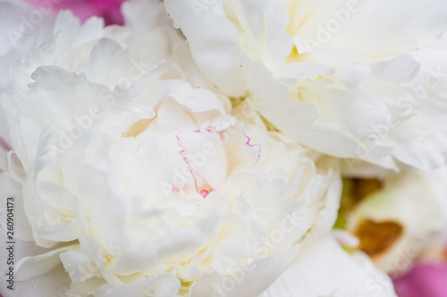 Peonies Bouquet- pink white © CHOOCHOO-ca-CHEW