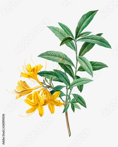 Blooming yellow Azalea photo