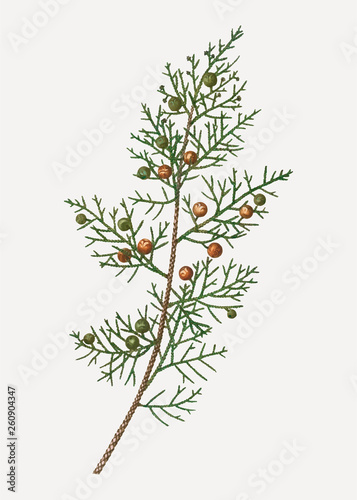 Phoenician juniper bush