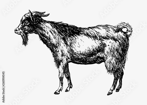 Farm goat animal drawing