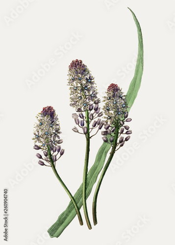 Scilla amethyst meadow squill
