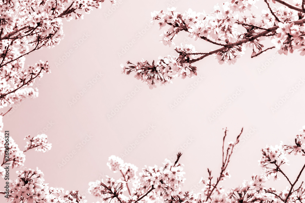 美しく満開に咲き誇る桜の縁取りと空のコピースペースを白と茶系で表現