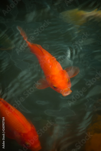 chinese fish in a pond in China © birdmanphoto