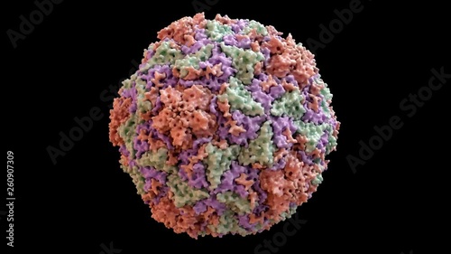 Human Rhino Virus (common cold virus) Capsid Structure based on PDB : 4RHV, 360 degree rotation loop