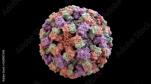 Norwalk Virus (Norovirus) Capsid Structure based on PDB : 1IHM, 360 degree rotation loop
