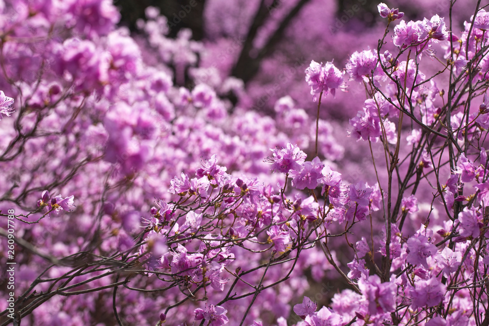 Pink azalea bush. Spring flowers background.