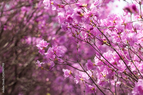 Pink azalea bush. Spring flowers background. © bong