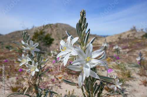 Desert lily blooming in spring, Anza Borrego Desert State Park, CA photo