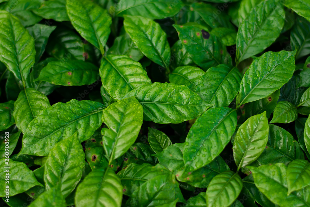 Coffee leaves and drops of water Coffee leaves and drops of water