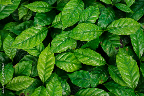 Coffee leaves and drops of water