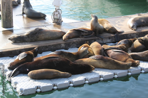 California Sea Lions lounging around on the floating dock. soaking up the sun and barking at each other for prime lounging area. 