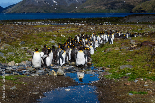 Beautiful sunny landscape with large King Penguin colony  penguins standing in stream leading back towards the ocean  St. Andrews Bay  South Georgia