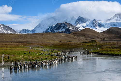 Beautiful sunny landscape with large King Penguin colony, penguins standing in river leading back to snowy mountains, St. Andrews Bay, South Georgia