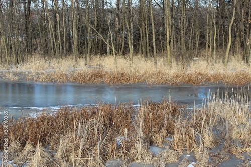 frozen stream along the tree line in winter the trees have no leaves and the grasses and cat tails are all brown, the water is frozen over and motion less.