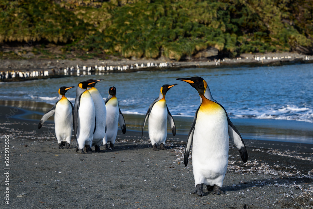 Obraz premium Raft of King Penguins walking on the beach at St. Andrews Bay, South Georgia
