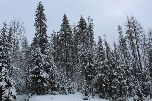 Snow on a pine tree forest.In winter evergreens stay green however they still get covered in snow and it ways down the branches.
