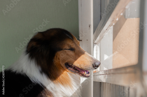 Fototapeta Naklejka Na Ścianę i Meble -  dog in front of the window