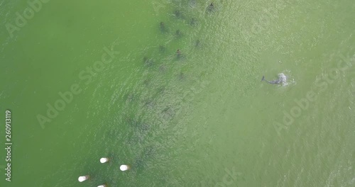 Drone Aerial Of Dolphin Catching and Throwing A Fish photo