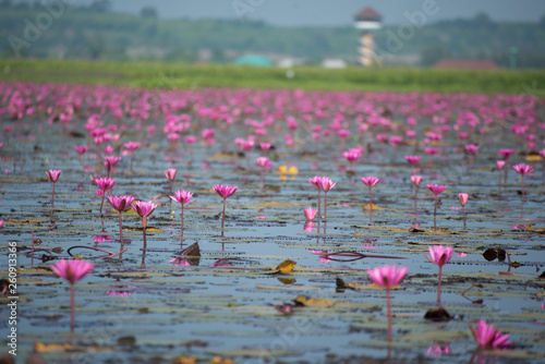pink lotus flower field
