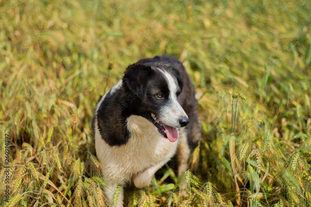 dog lying on the grass