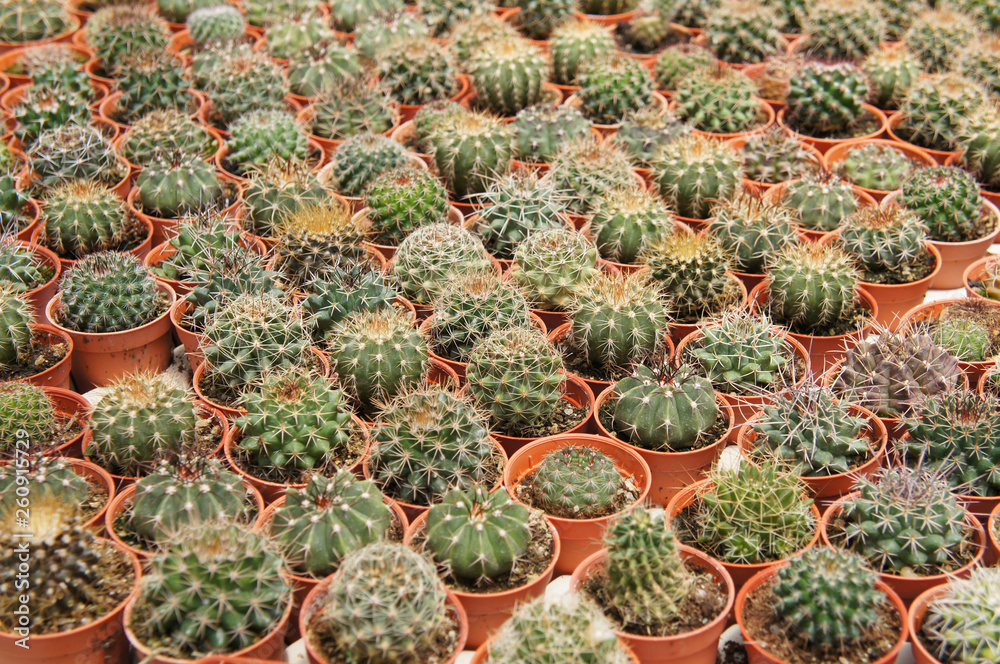 Selected focused on a group of small and colourful cactus planted in small plastic pots. The cactus will be used as indoor decoration. Sale to the customer as income for farmers. Selected focused on a group of small and colourful cactus planted in small plastic pots. The cactus will be used as indoor decoration. Sale to the customer as income for farmers.