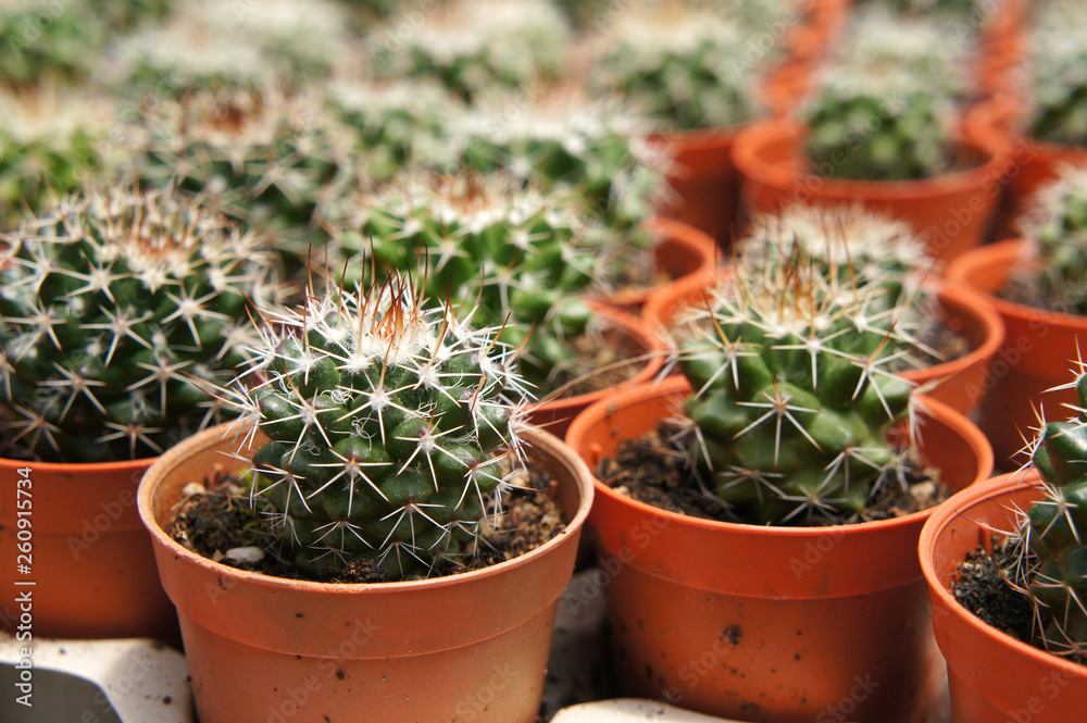 Selected focused on a group of small and colourful cactus planted in small plastic pots. The cactus will be used as indoor decoration. Sale to the customer as income for farmers. Selected focused on a group of small and colourful cactus planted in small plastic pots. The cactus will be used as indoor decoration. Sale to the customer as income for farmers.