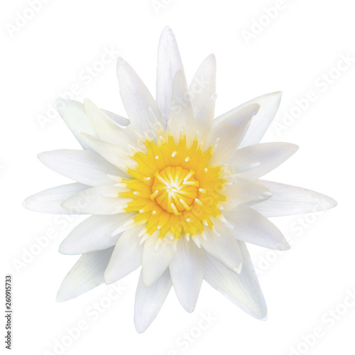 top view white lotus isolated on white background with clipping path