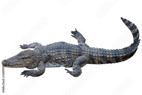 Crocodile on white background ,with clipping path