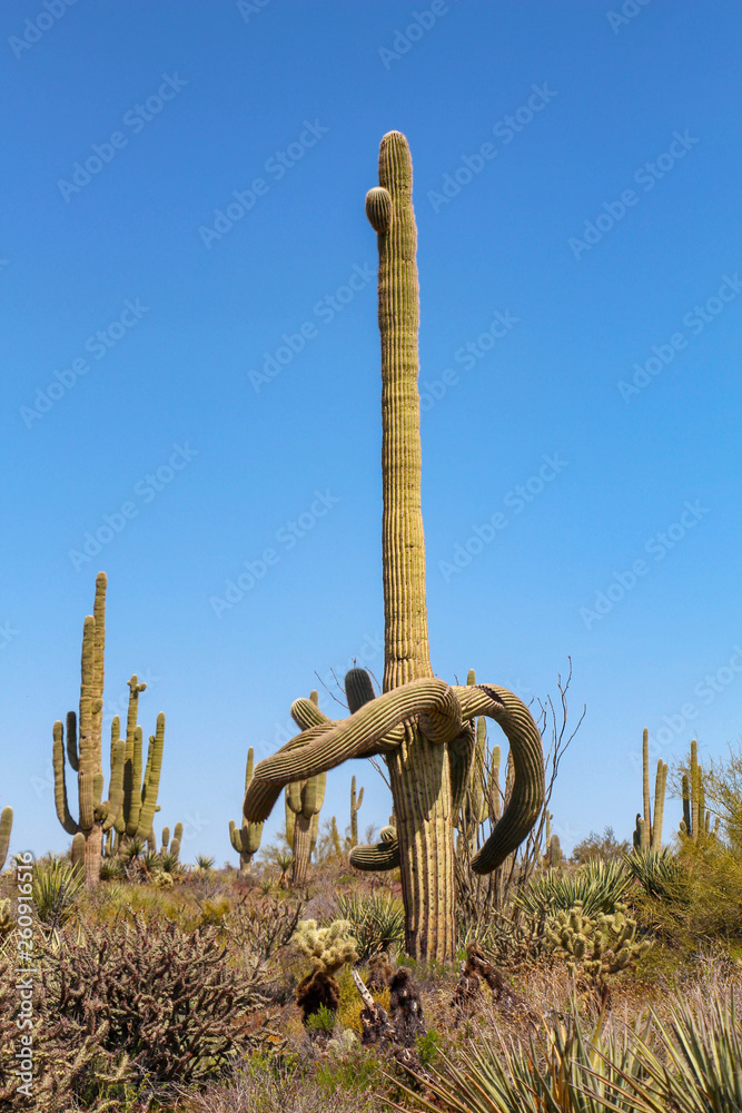 Saguaros in the springtime in Scottsdale Arizona
