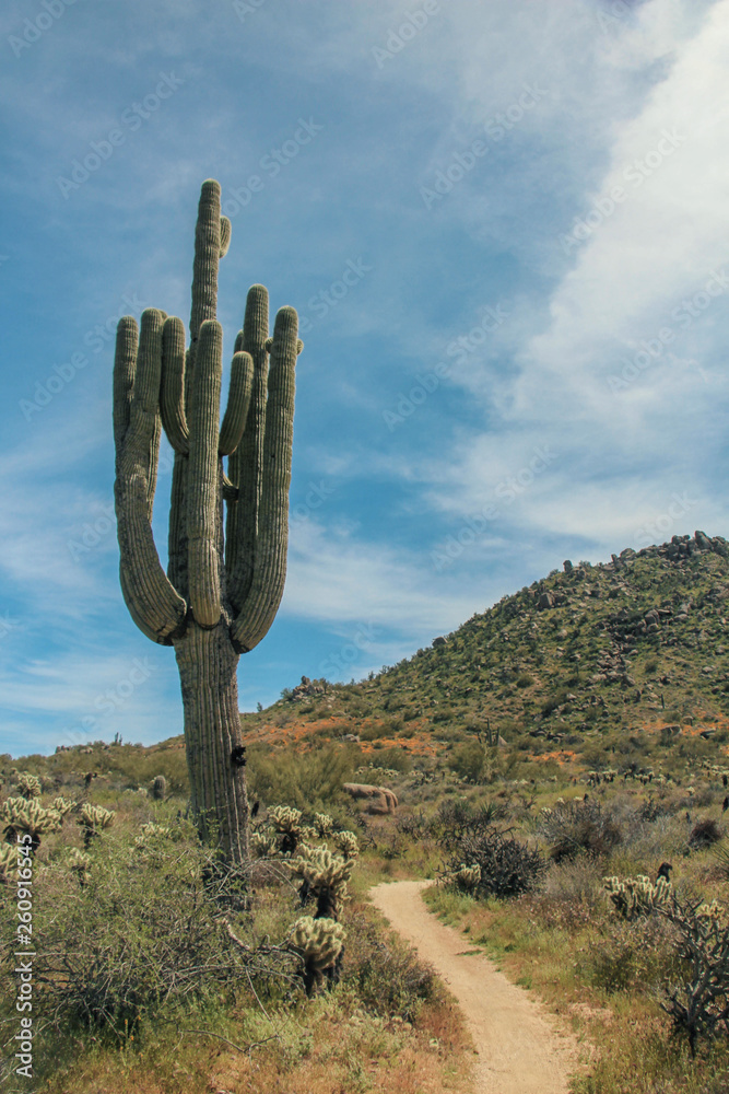 Massive saguaros next to a Scottsdale hiking trail