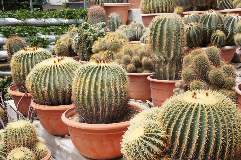 Selected focused on a group of small and colourful cactus planted in small plastic pots. The cactus will be used as indoor decoration. Sale to the customer as income for farmers. Selected focused on a group of small and colourful cactus planted in small plastic pots. The cactus will be used as indoor decoration. Sale to the customer as income for farmers.