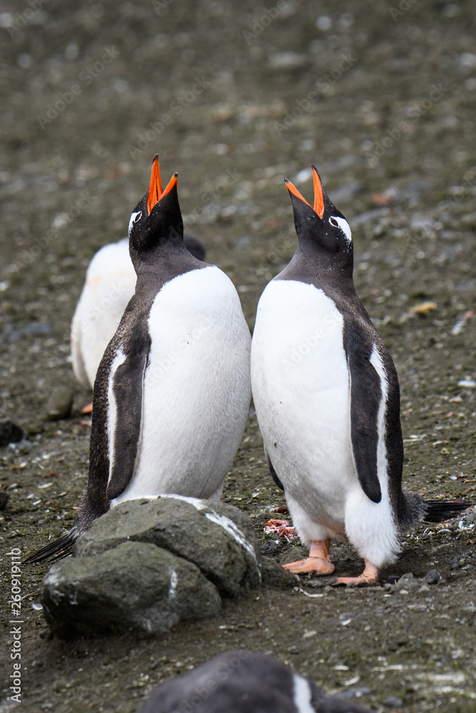 Fototapeta premium Two adult Gentoo penguins standing tall and calling in a bonding ritual, Aitcho Islands, South Shetland Islands, Antarctica