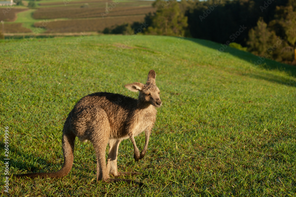 Fototapeta premium Wallaby out early morning feeding on lawn