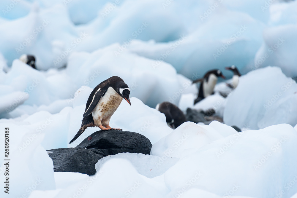 Fototapeta premium Gentoo Penguin standing on a rock amid beached icebergs, more penguins in the background, Cuverville Island, Antarctica