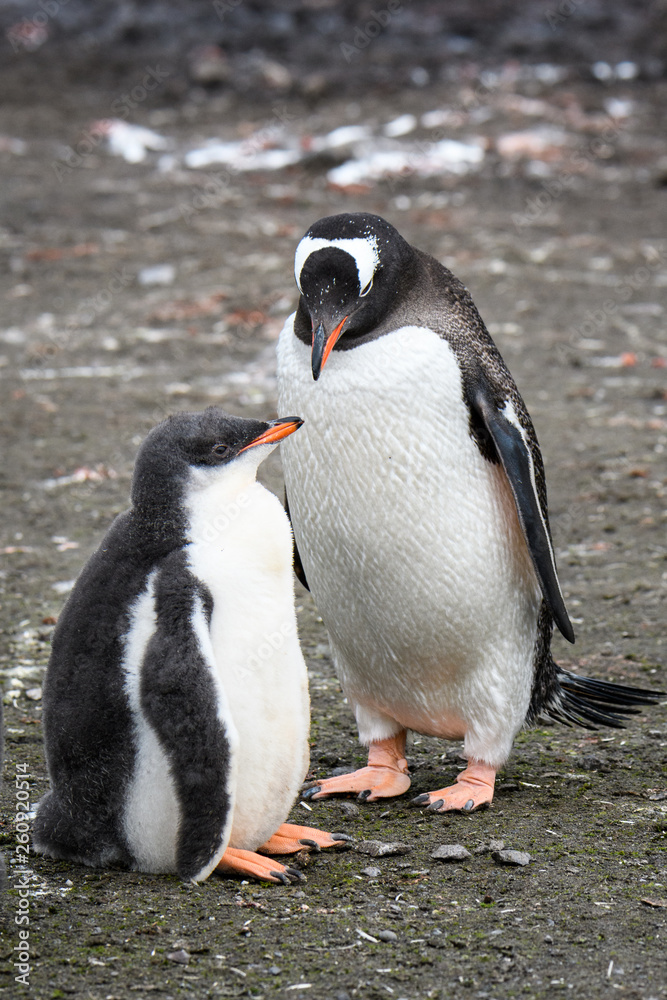 Fototapeta premium Gentoo penguin parent and large chick standing together, Aitcho Islands, South Shetland Islands, Antarctica