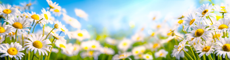 Chamomile flower