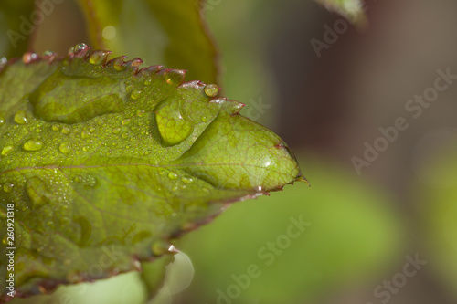 Water Drops on Green leaves in the garden pattern background