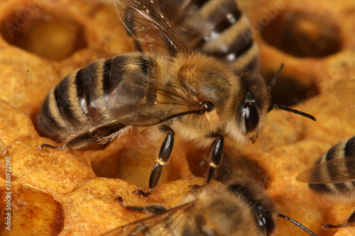 Honeybees on a brood comb photo