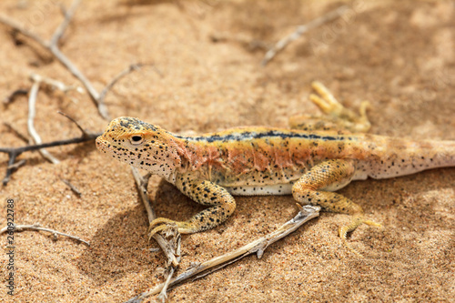 Lizard In The Sand In Gobi Desert  China